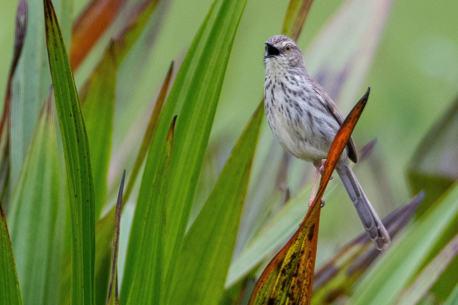 Prinia du Karoo (Karoo prinia, Prinia maculosa)