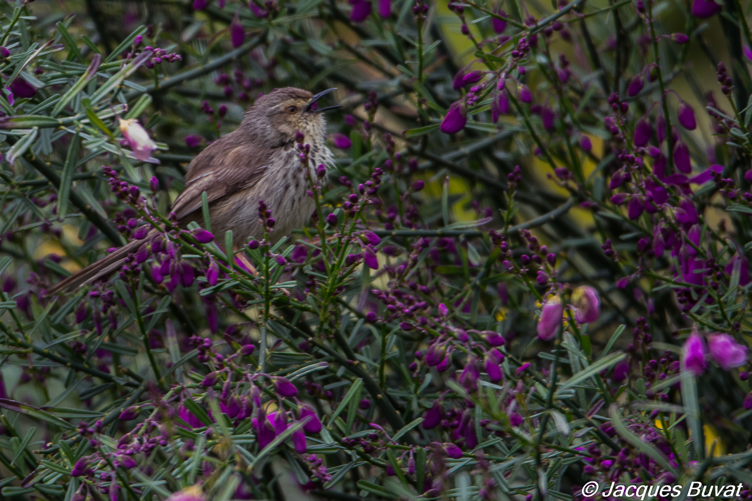 Prinia du Karoo chantant en sourdine (Karoo prinia, Prinia maculosa)