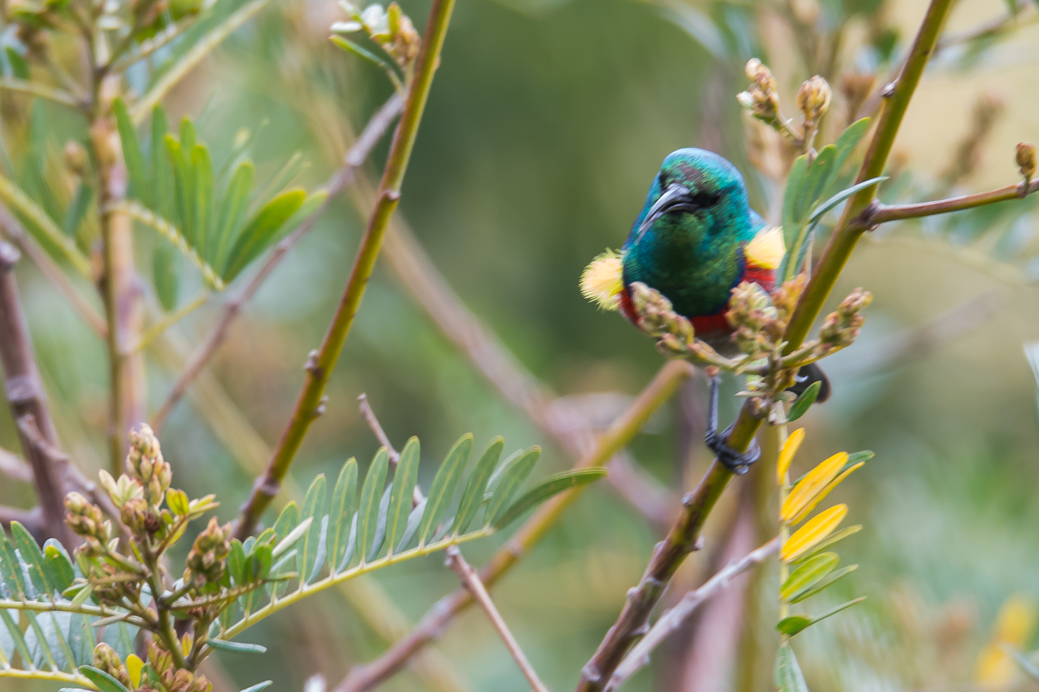 Souimanga chalybée (Southern double-collared sunbird, Cinnyris chalybeus)