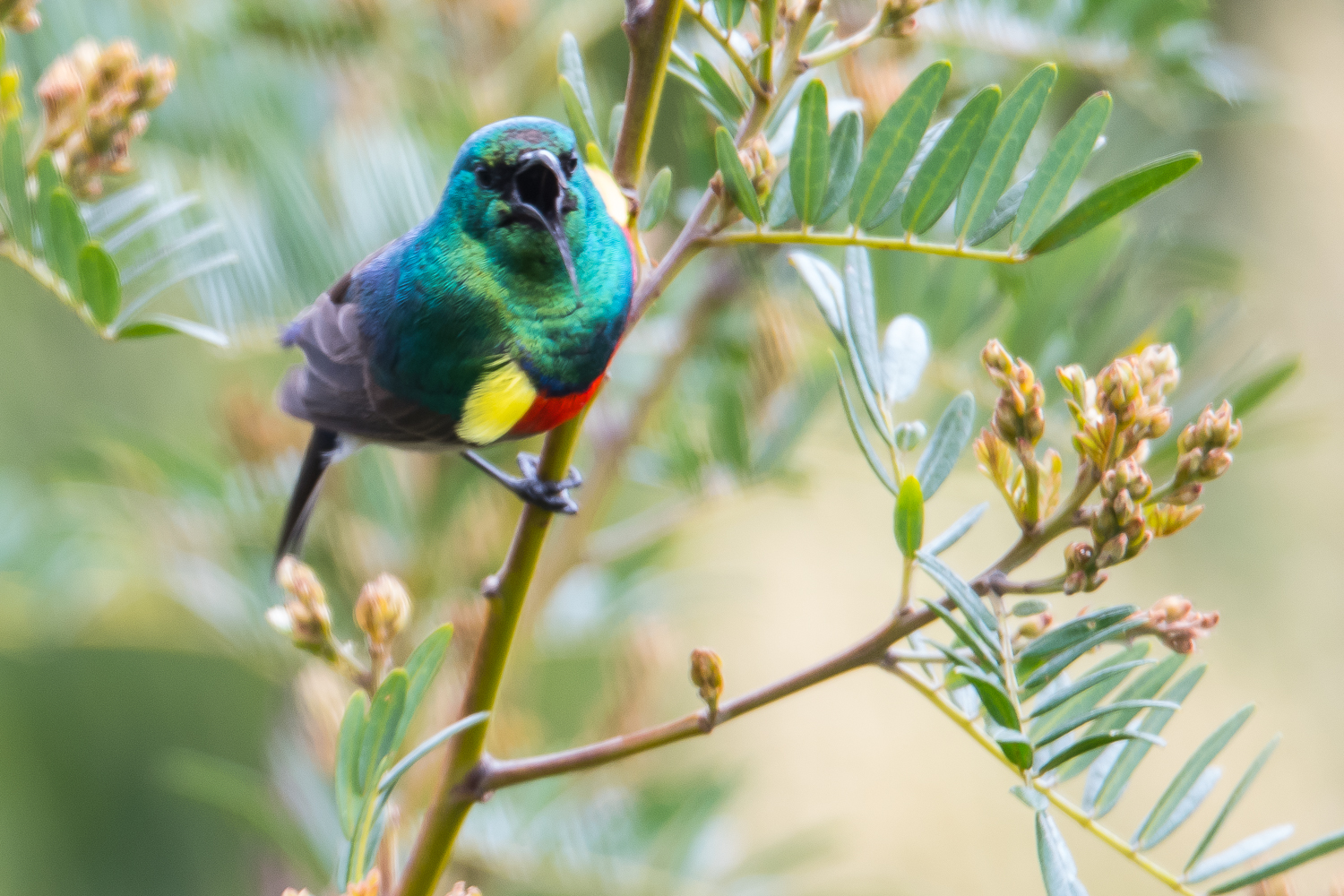 Souimanga chalybée (Southern double_collared sunbird, Cinnirys chalybeus)