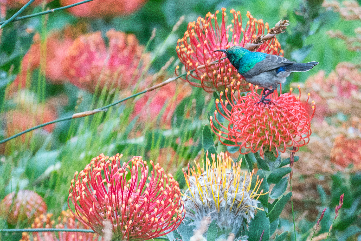 Souimanga chalybée mâle (Southern double-collared sunbird, Cinnyris chalybeus) 