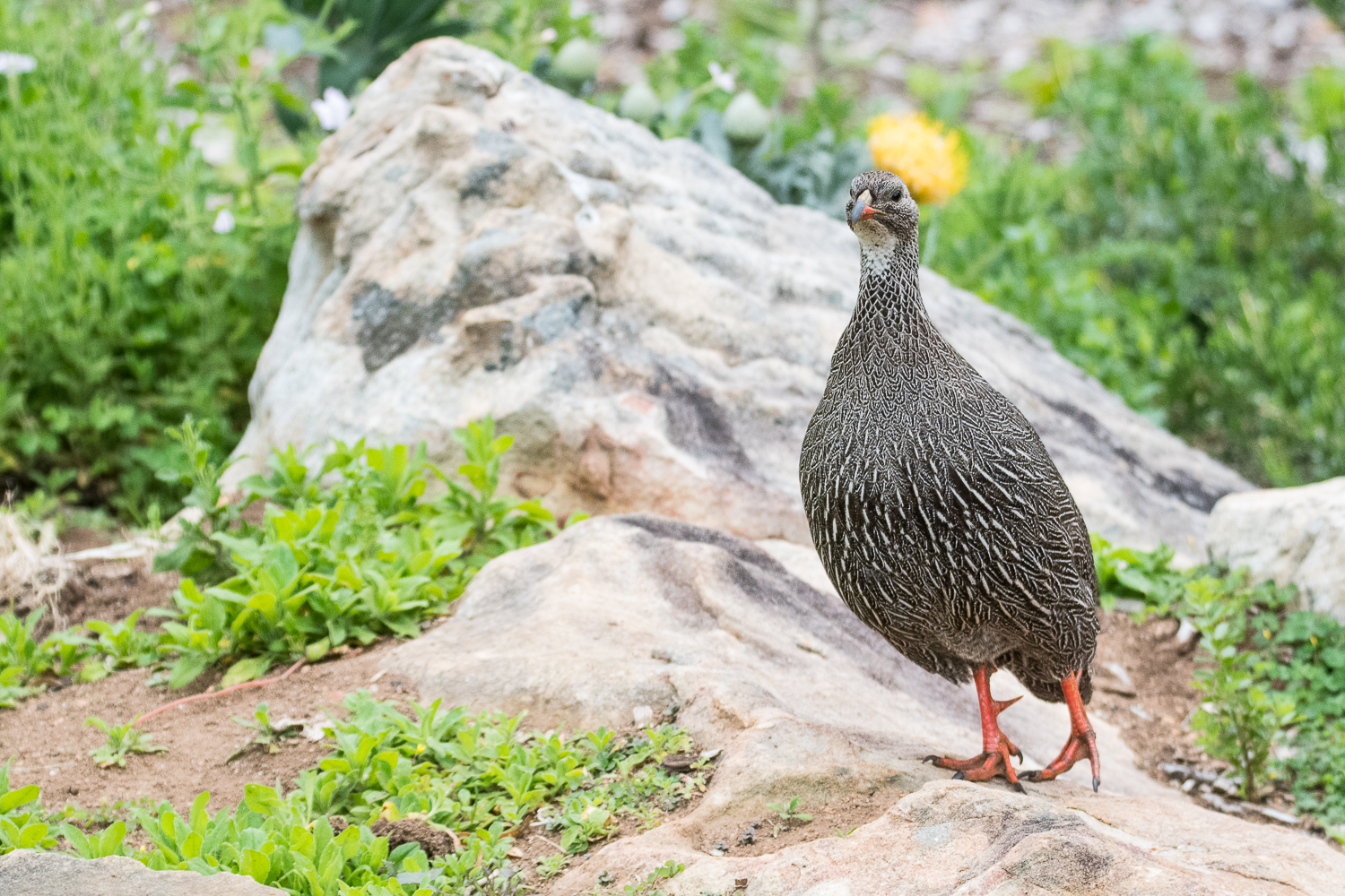 Francolin criard mâle (Cape spurfowl, Pternistis natalensis)