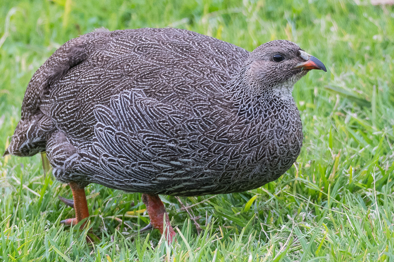 Francolin criard mâle (Cape spurfowl, Pternistis natalensis)