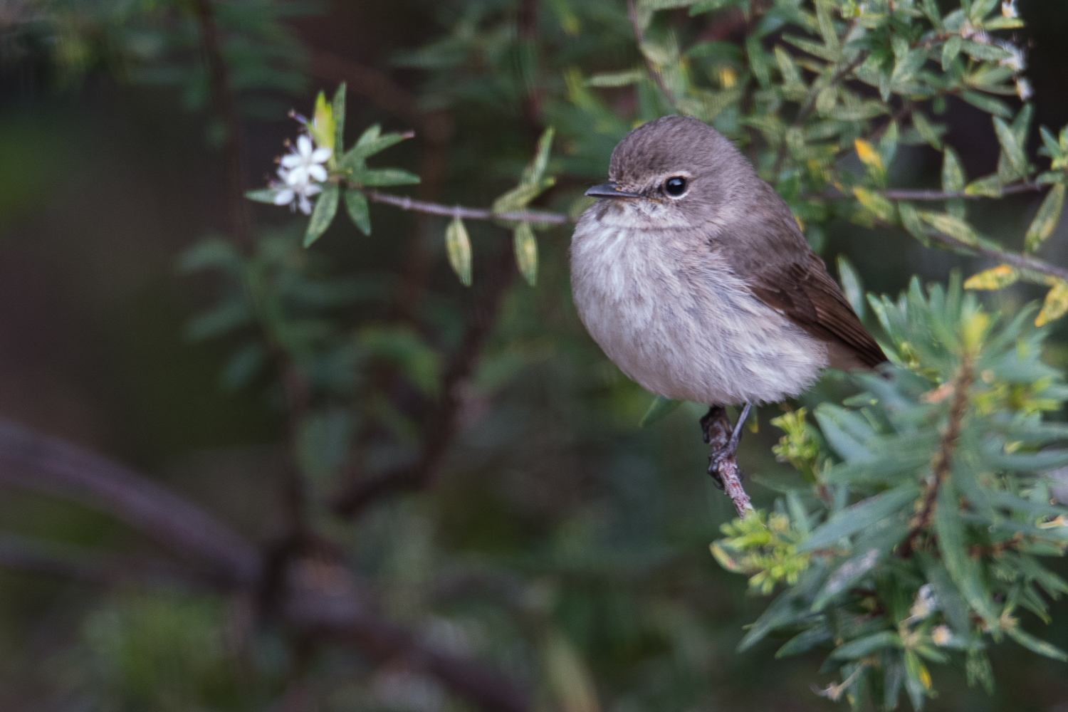 Gobemouche sombre (Dusky flycatcher, Muscicapa adjusta)