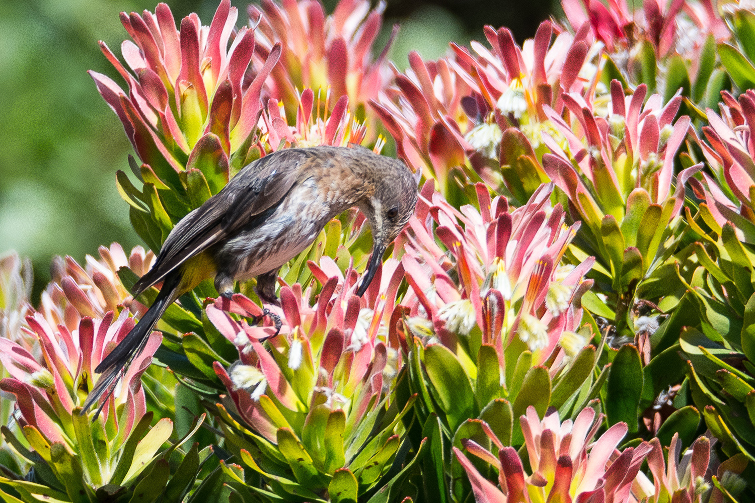 Promerops du Cap (Cape sugarbird, Promerops cafer)