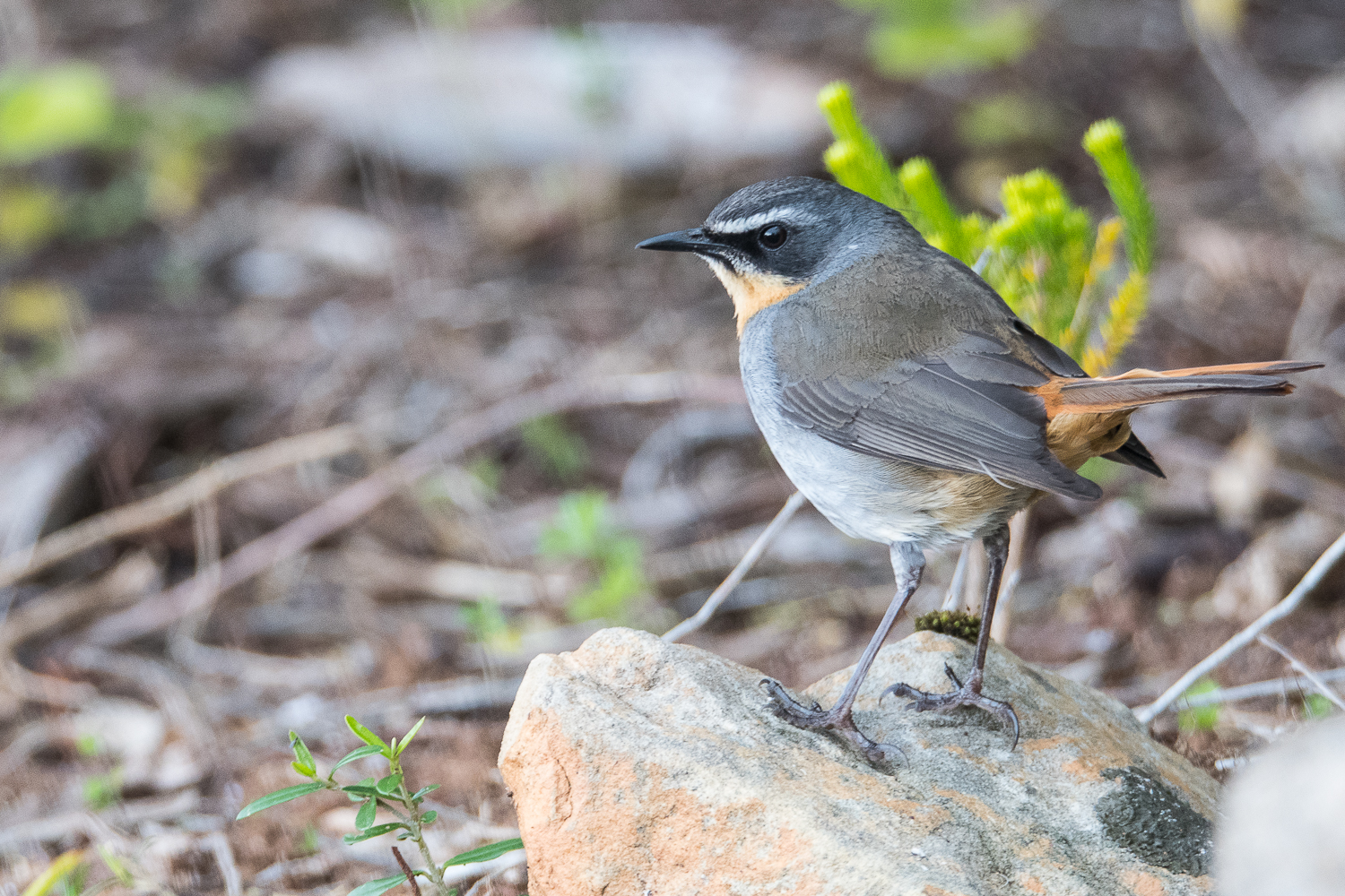 Cossyphe du Cap adulte (Cape robin-chat, Cossypha caffra)