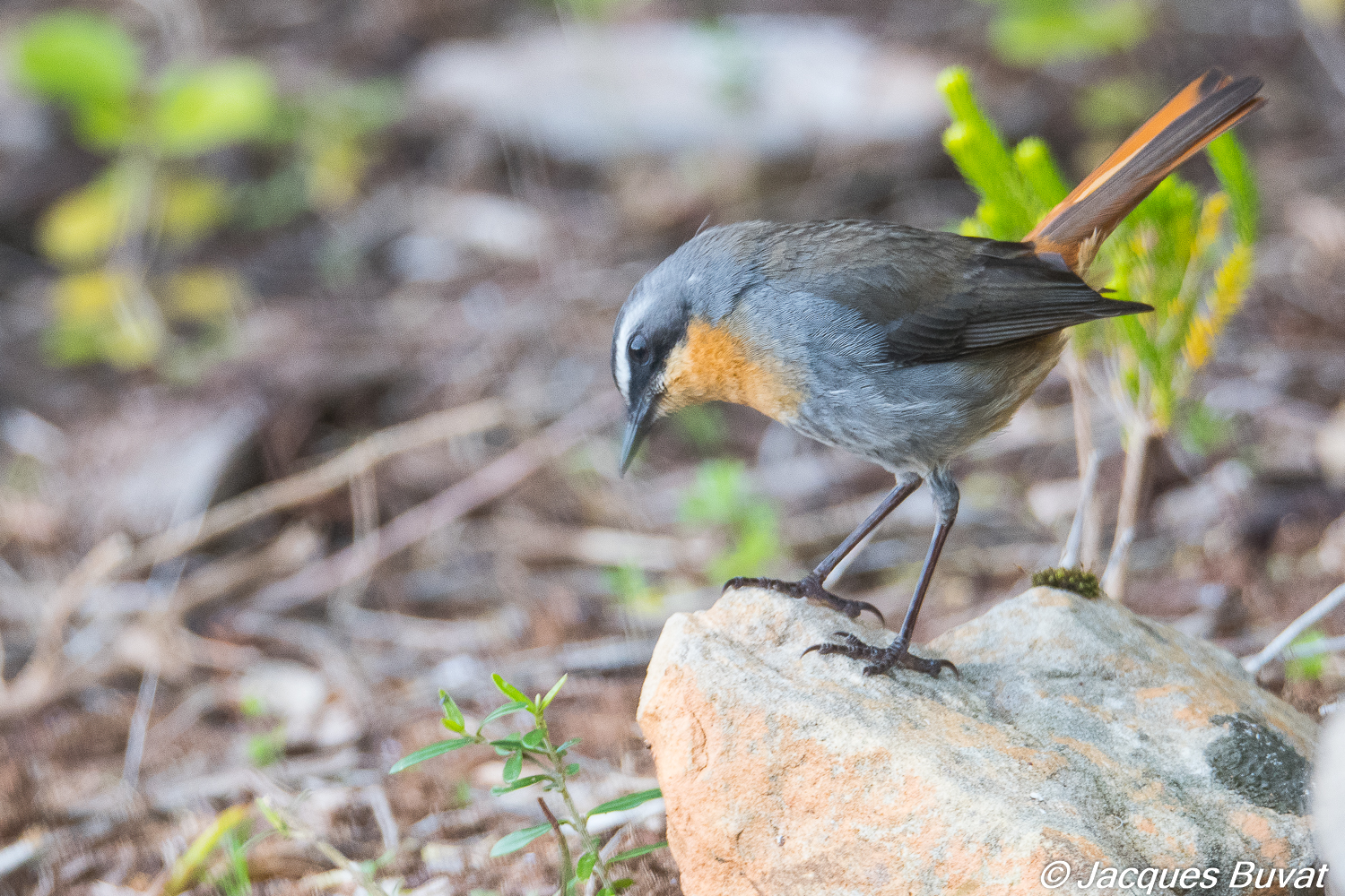 Cossyphe du Cap adulte (Cape robin-chat, Cossypha caffra)