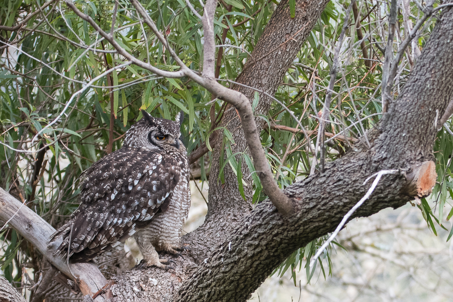 Grand-duc Africain adulte (Spotted Eagle Owl, Bubo Africanus)