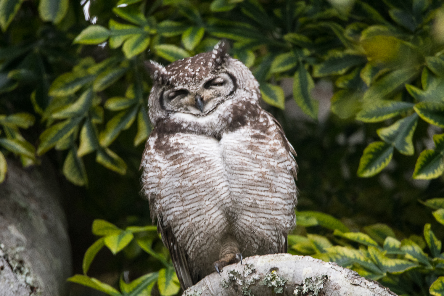 Grand-duc Africain adulte (Spotted Eagle Owl, Bubo Africanus)