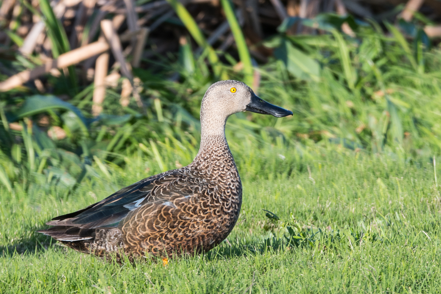 Canard de Smith mâle ( Cape shoveler, Anas Smithii), Strandfontein sewer works (Bassins de décantation de Cape town).