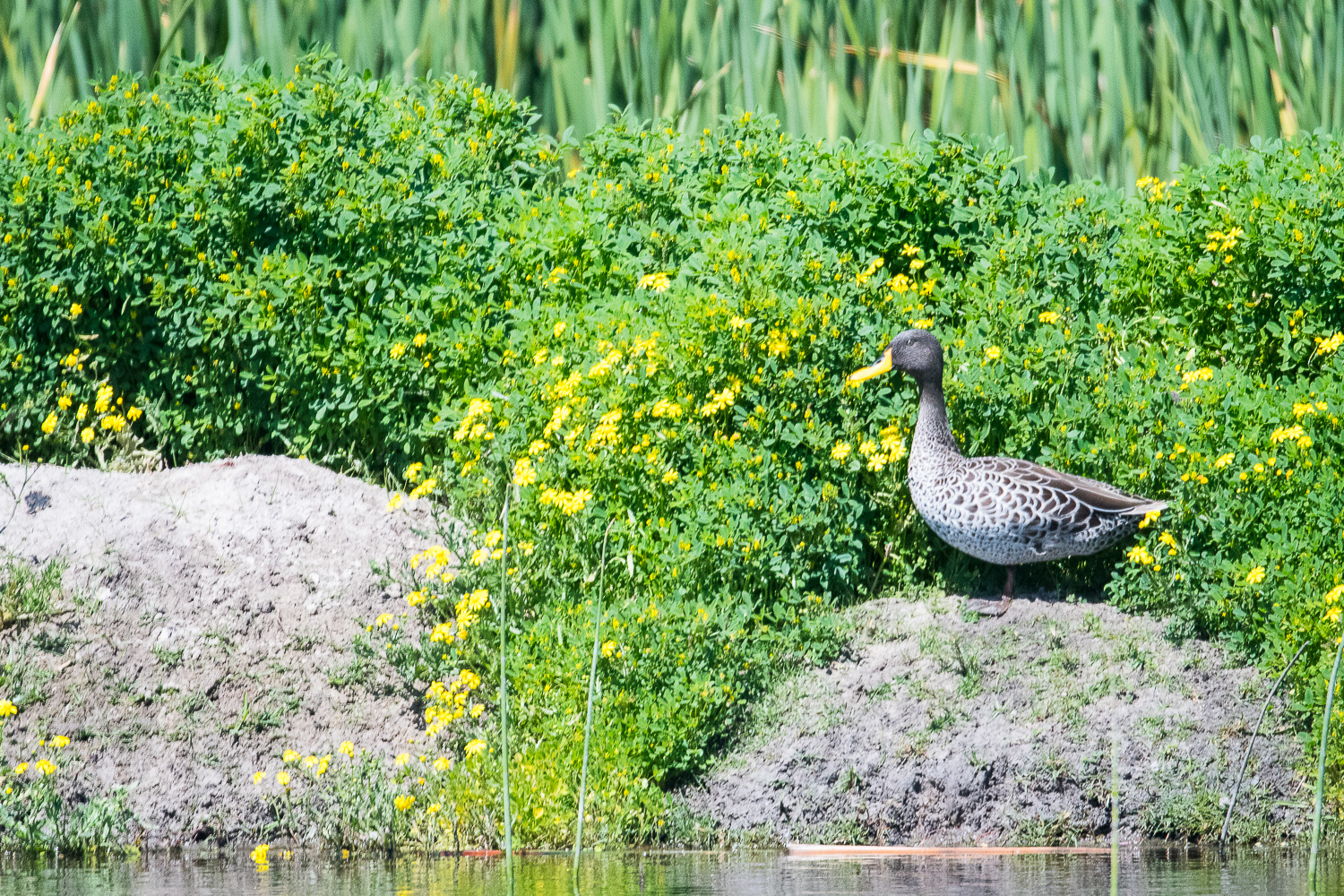 Canard à bec jaune adulte (Yellow-billed duck, Anas undulata), Réserve Naturelle de Rondevlei, Afrique du sud.