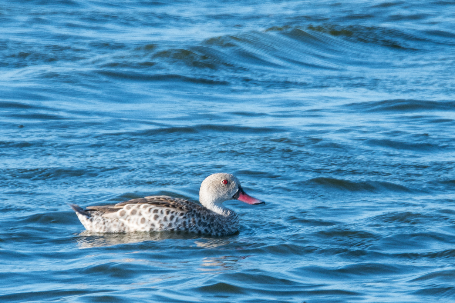 Canard du Cap (Cape teal, Anas capensis) nageant sur la lagune du Rondevlei Nature Park, Afrique du sud.