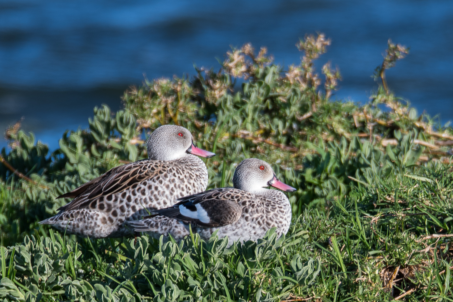 Canards (ou sarcelles) du Cap (Cape teal, Anas capensis), couple profitant du soleil sur la berge de la lagune, Rondevlei Nature Park, Afrique du sud.