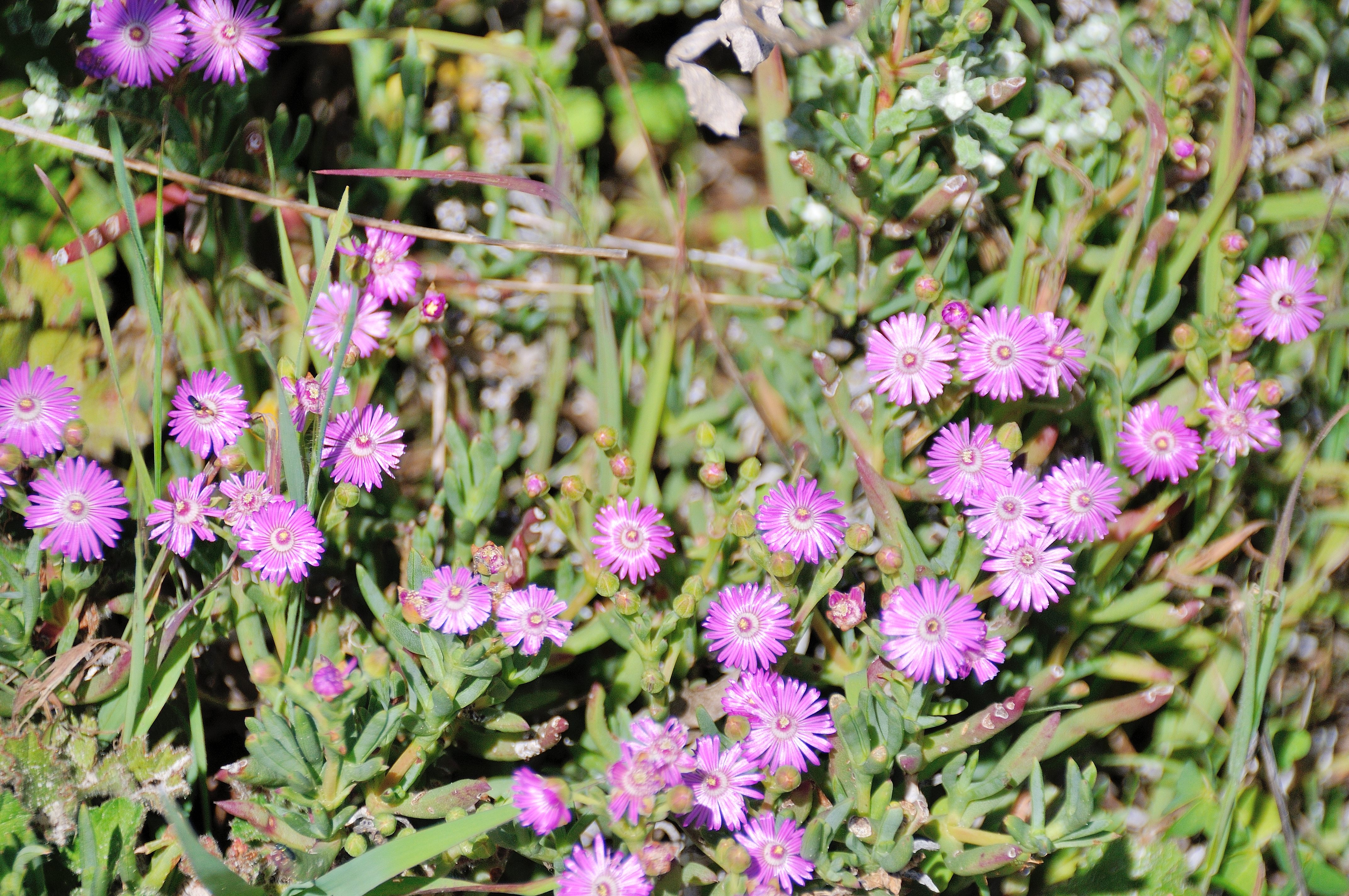 Delosperma rose ou Pourprier de Cooper (Delosperma Cooperi), fynbos du Rondevlei, Western Cape, Afrique du Sud