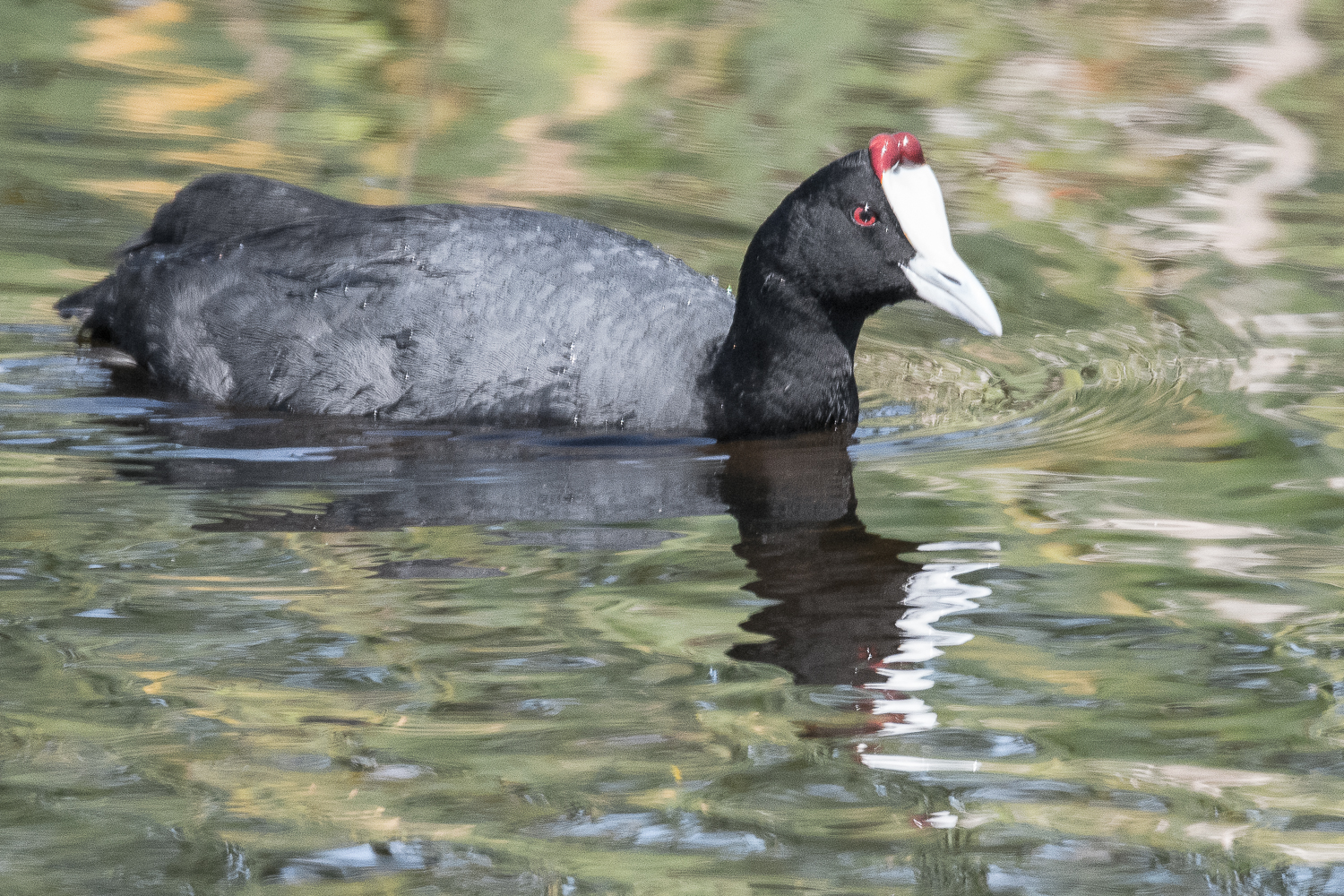 Foulque caronculée (Red-knobbed coot, Fulica cristata), Rondevlei National Park, Afrique du Sud.