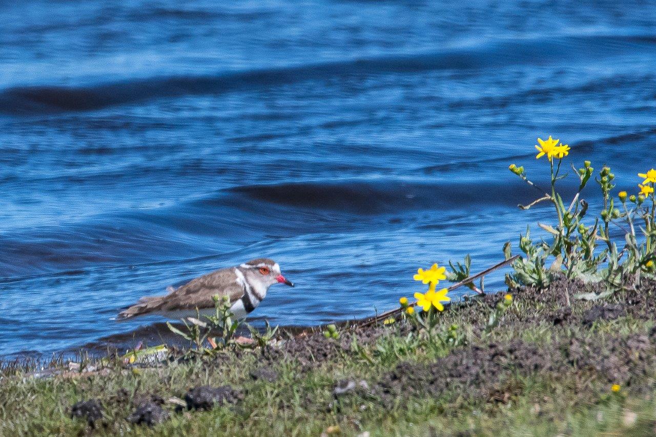 Gravelot à triple collier (Three-banded plover, charadrius tricollaris), Rondevlei Nature reserve, Afrique du sud.