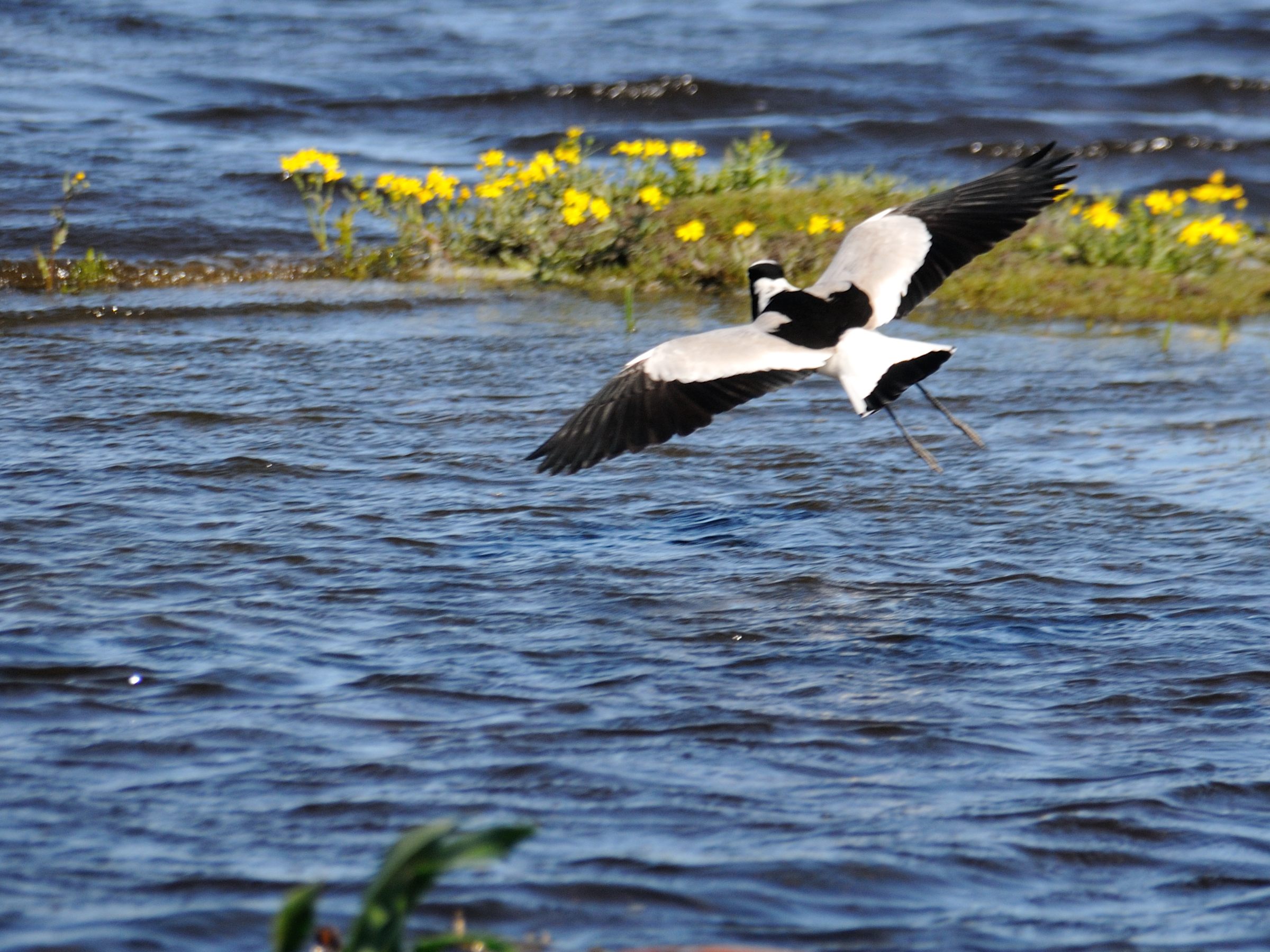 Vanneau armé (Blacksmith lapwing, Vanellus armatus), vue de dos d’un adulte au vol , Réserve naturelle du Rondevlei, Afrique du sud.