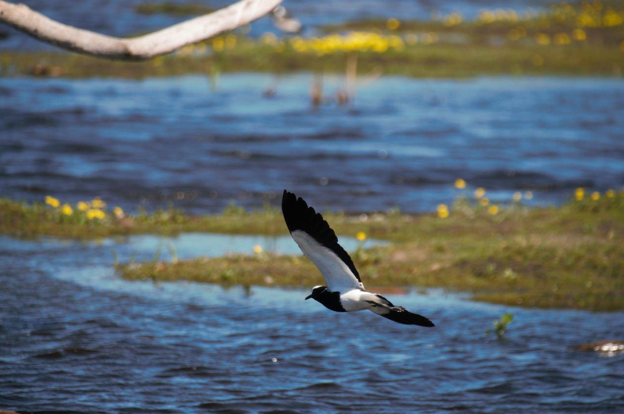 Vanneau armé (Blacksmith lapwing, vanellus armatus), envol d'un adulte, Réserve naturelle du Rondevlei, Afrique du Sud.