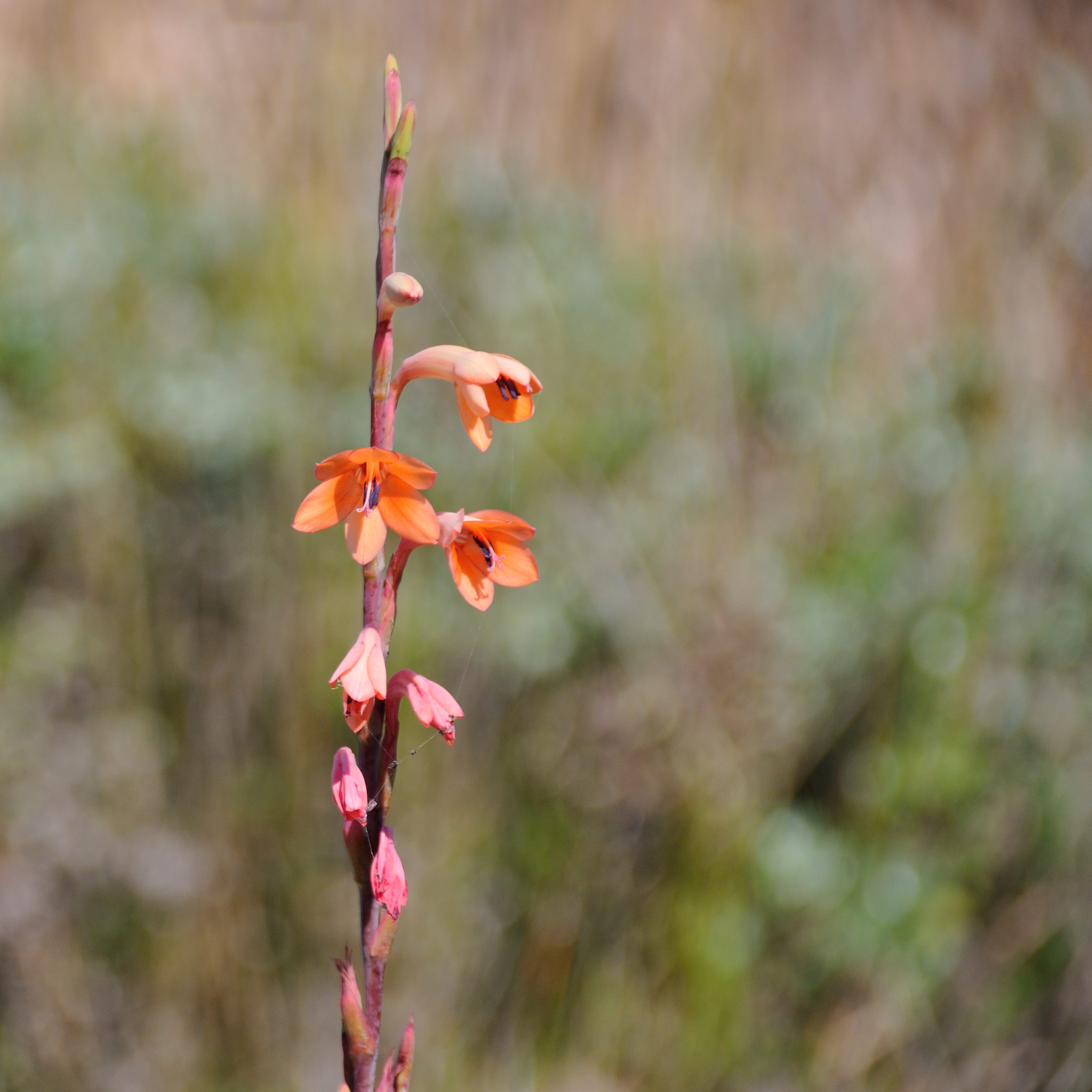 Watsonia de Mérian (Bugle lilly, Watsonia Meriana), fynbos du Rondevlei, Western Cape, Afrique du Sud.