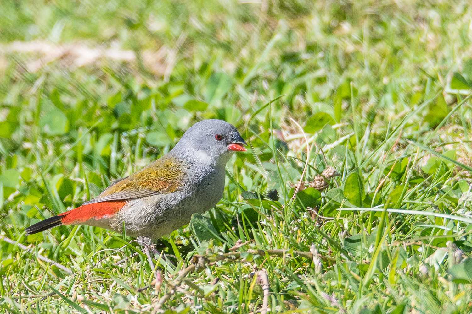 Astrild à joues noires femelle (Swee waxbill, Coccopygia melanotis) Kirstenbosch National Botanical Gardens, Afrique du Sud.