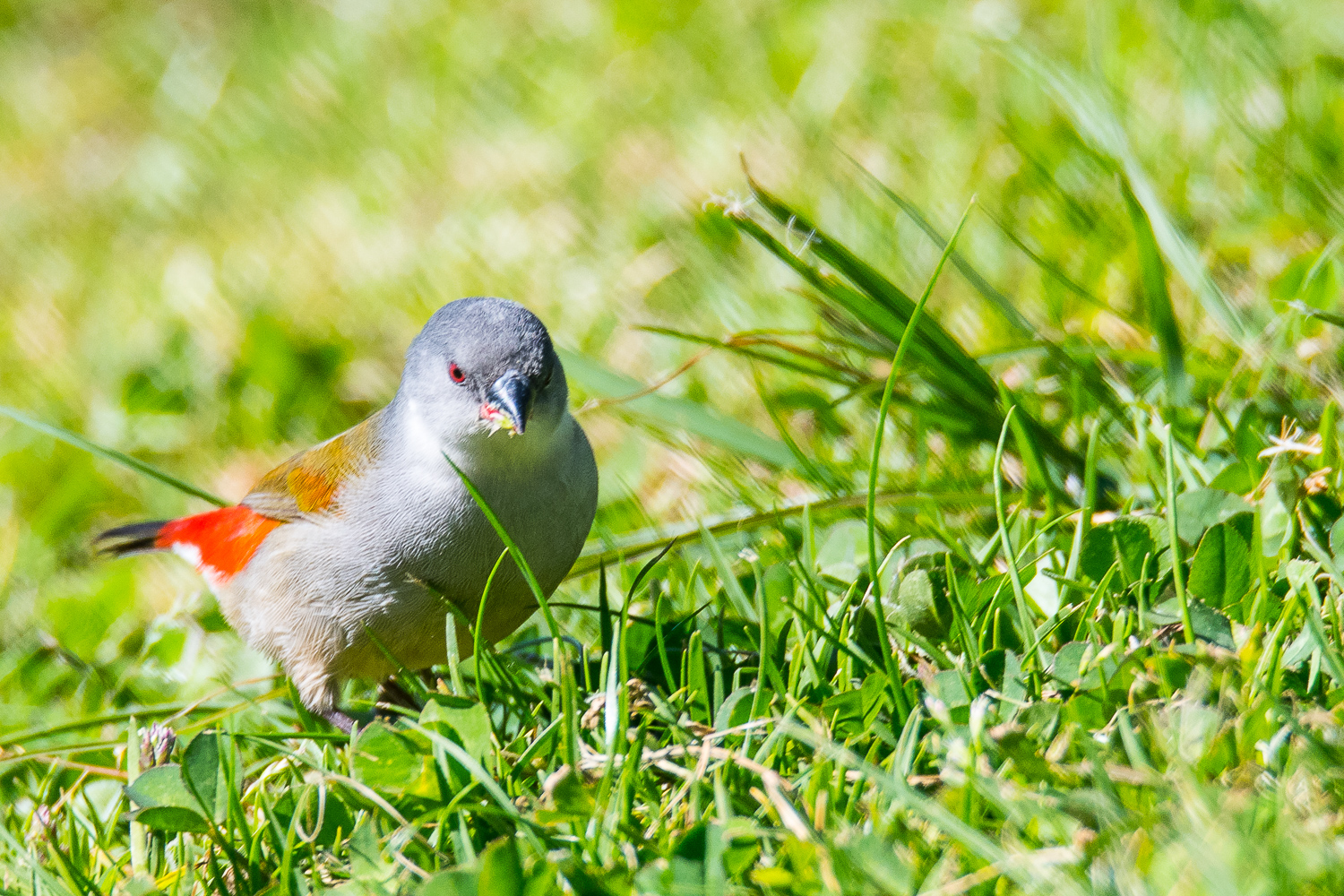 Astrild à joues noires femelle (Swee waxbill, Coccopygia melanotis)Kirstenbosch National Botanical Gardens.