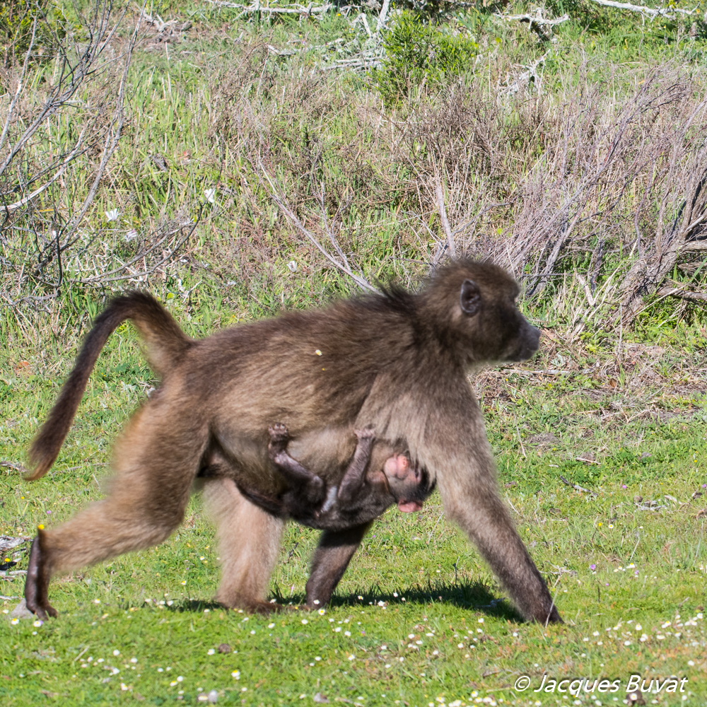Babouin Chacma (Chacma baboon, Papio Ursinus), femelle adulte de la sous-espèce du Cap portant son petit sous elle,   Cape Peninsula National Park.