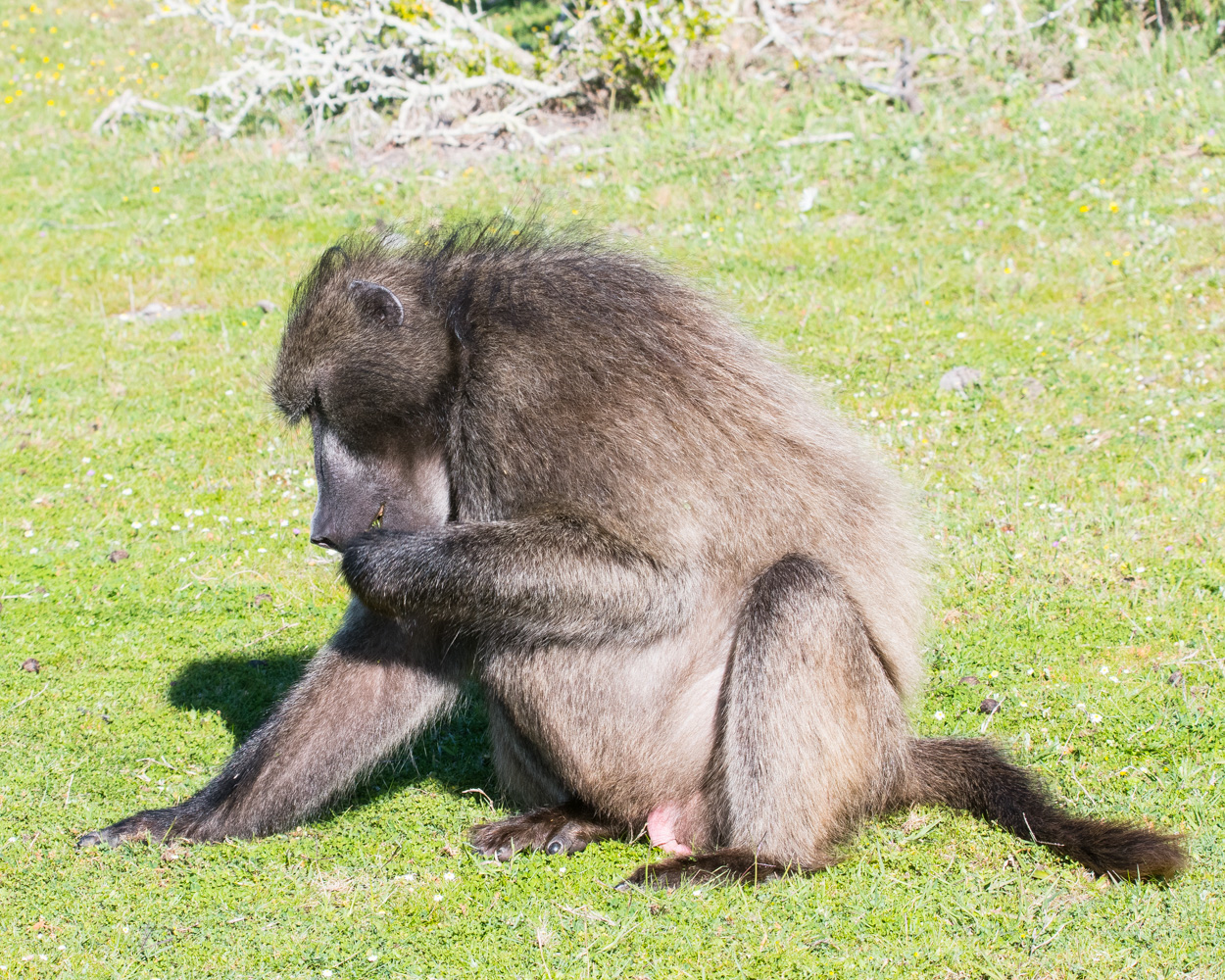 Babouin Chacma (Chacma baboon, Papio Ursinus), mâle adulte de la sous-espèce du Cap  consommant de l'herbe,  Cape Peninsula National Park, Western Cape, Afrique du Sud.