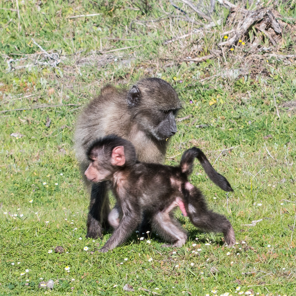 Babouin Chacma (Chacma baboon, Papio Ursinus), sous-espèce du Cap: épouillage d'un juvénile précoce par sa mère, Cape Peninsula National Park. 