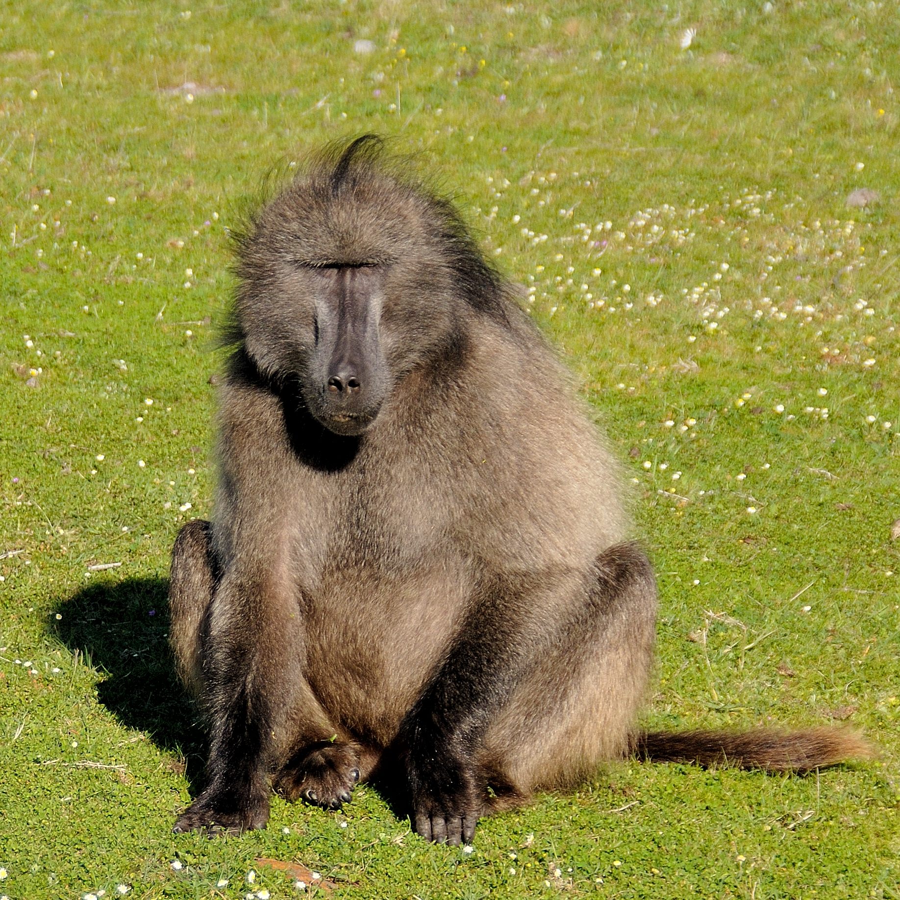 Babouin Chacma, mâle adulte de la sous-espèce du Cap, Cape Peninsula National Park, Western Cape, Afrique du Sud. 