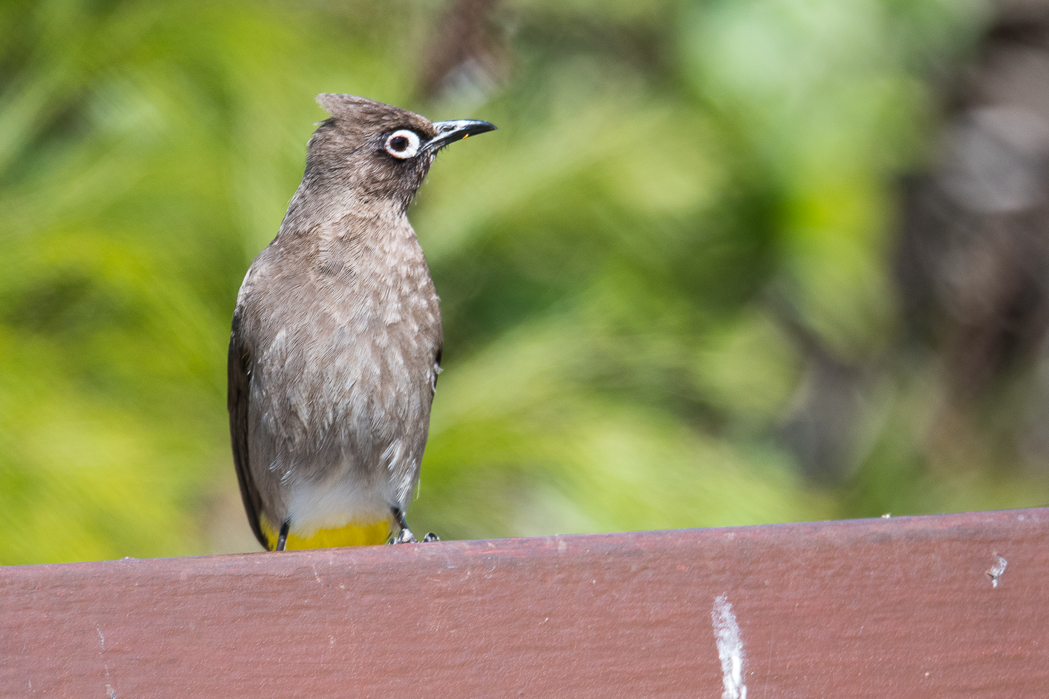 Bulbul du Cap (Cape Bulbul, Pycnonotus capensis) perché sur un banc des Kirstenbosch National Botanical Gardens.