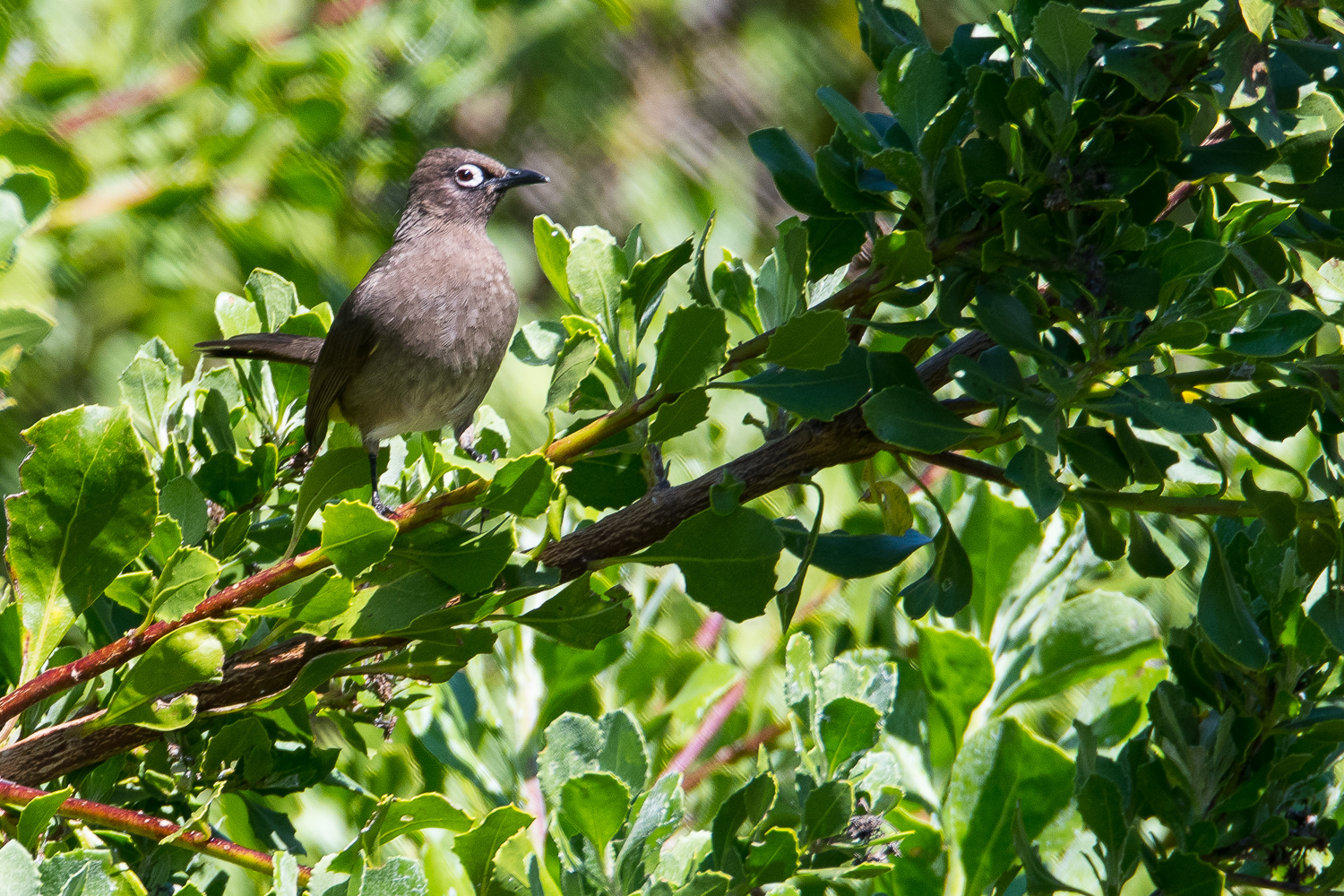 Bulbul du Cap (Cape Bulbul, Pycnonotus capensis), Kirstenbosch botanical gardens, Cape town, Afrique du sud.