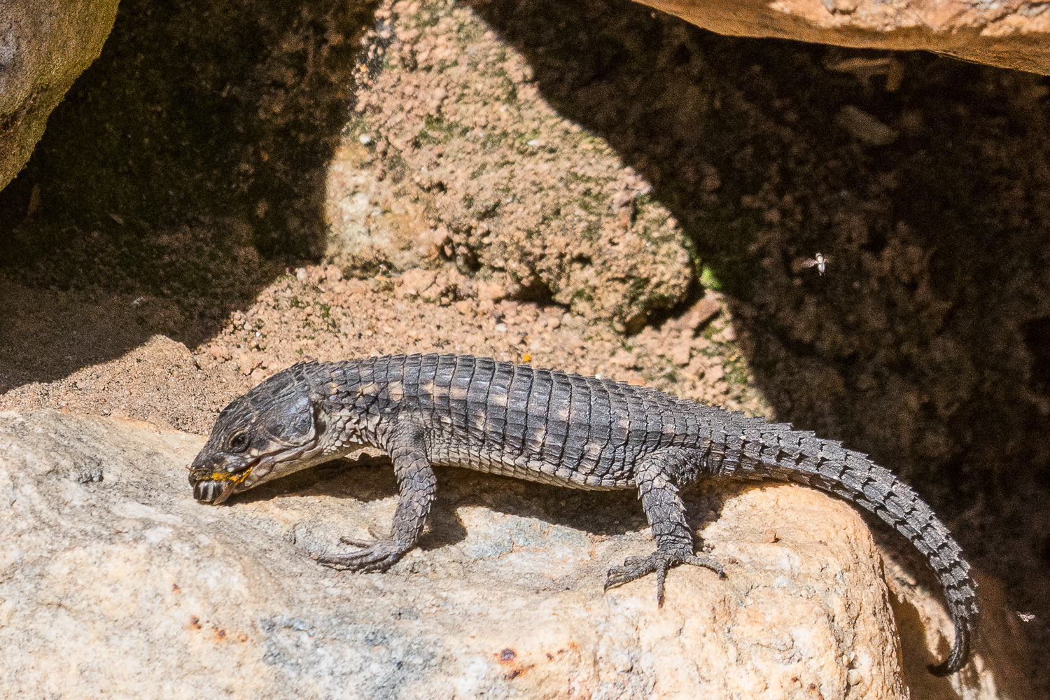 Cape girdled lizard (cordylus cordylus) machonnant une abeille, Kirstenbosh National Botanical gardens.