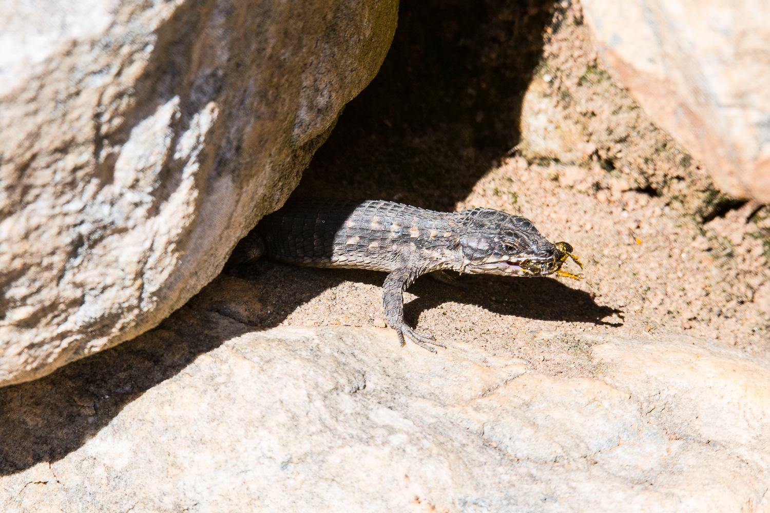 Cape girdled lizard (cordylus cordylus) venant d'attraper une abeille, Kirstenbosh National Botanical gardens, Cape town, Afrique du Sud