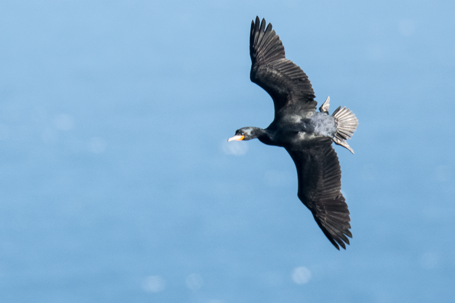 Cormoran du Cap (Cape cormorant, Phalacocrorax capensis) venant de s'élancer dans le vide depuis son nid proche du sommet  d'une falaise de Cape Point pour aller pêcher et nourrir sa famille. 