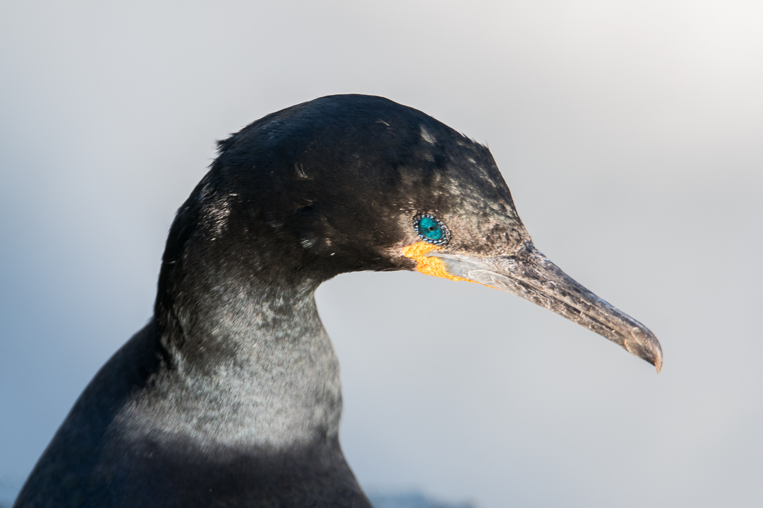 Cormoran du Cap (Cape cormorant, Phalacocrorax capensis), portrait, Cape point, Western Cape, Afrique du Sud. 