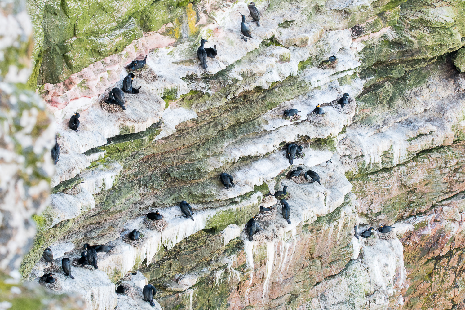 Cormorans du Cap (Cape cormorant, Phalacocrorax capensis), colonie reproductrice sur une falaise de Cape Point, Cape Peninsula National Park, Afrique du Sud. 