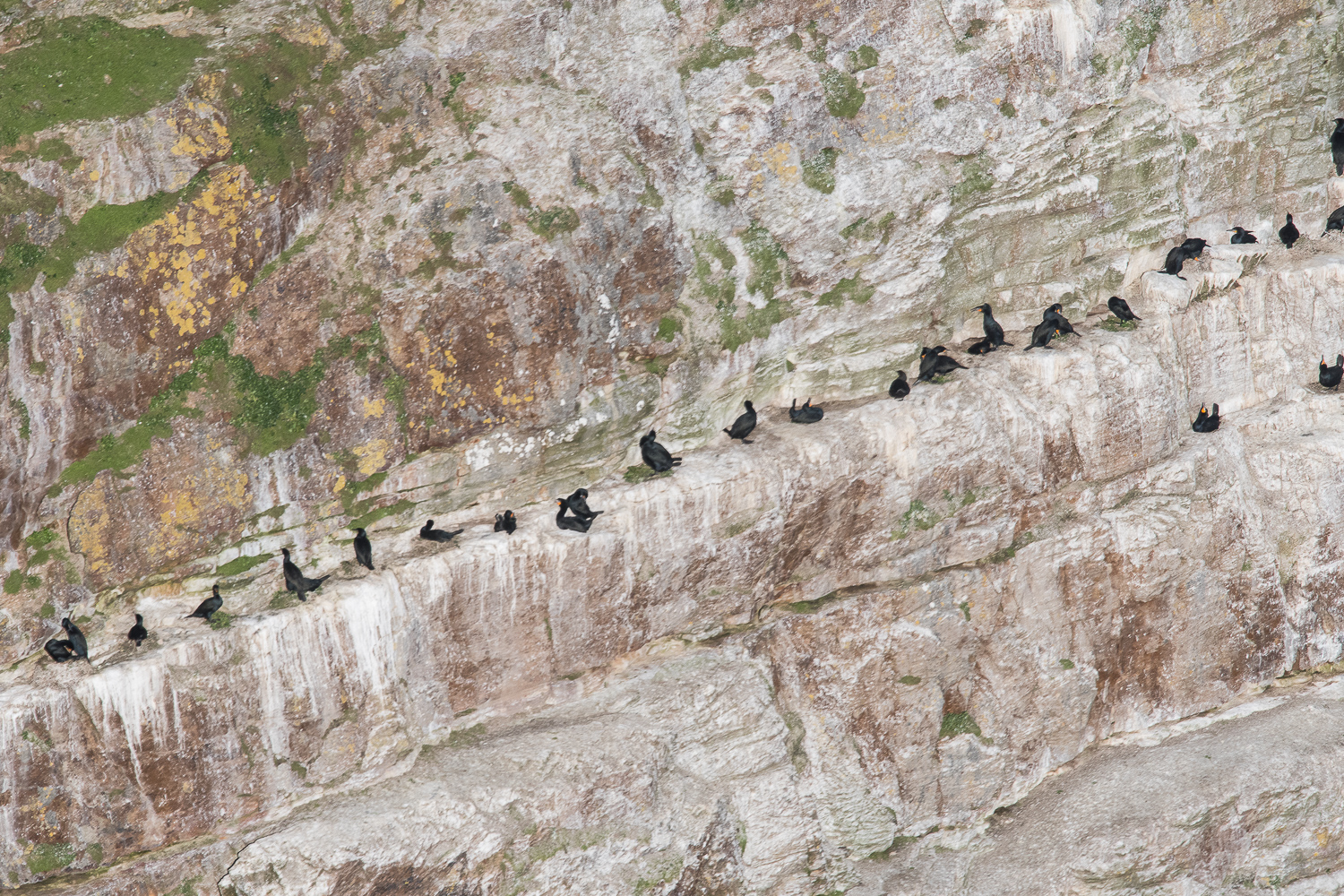 Cormorans du Cap (Cape cormorant, Phalacocrorax capensis), colonie reproductrice sur les falaises de Cape Point, Cape Peninsula National Park. 