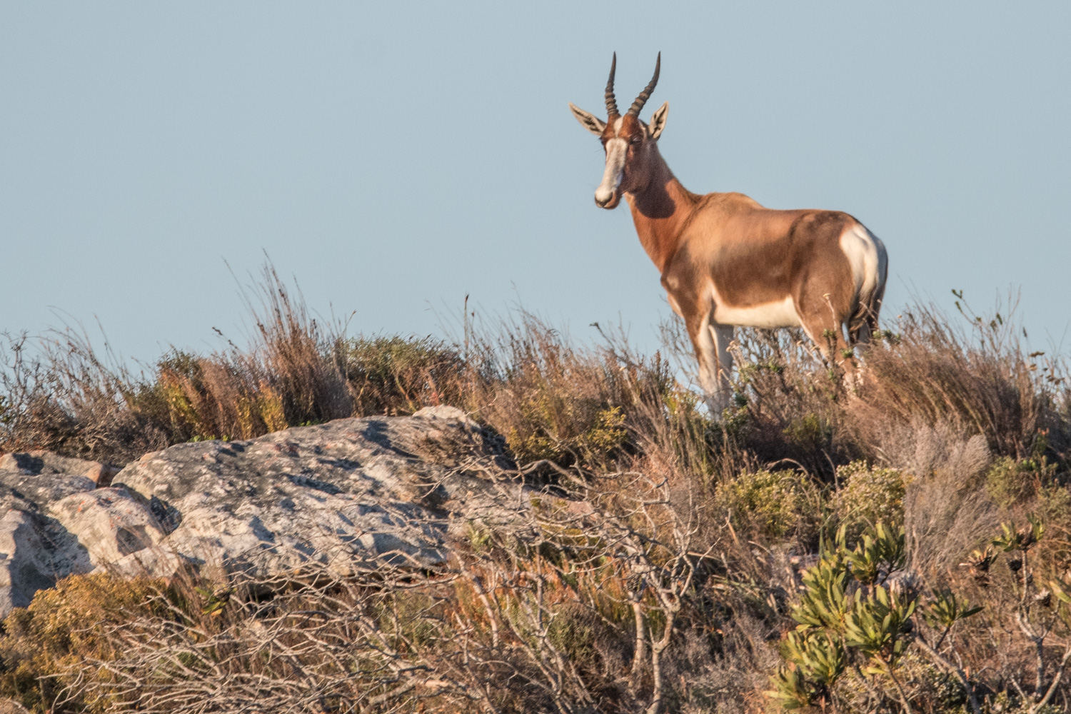 Damalisque à front blanc (White-fronted Bontebok), Olifantbos, Cape Peninsula National Park, Afrique du Sud.