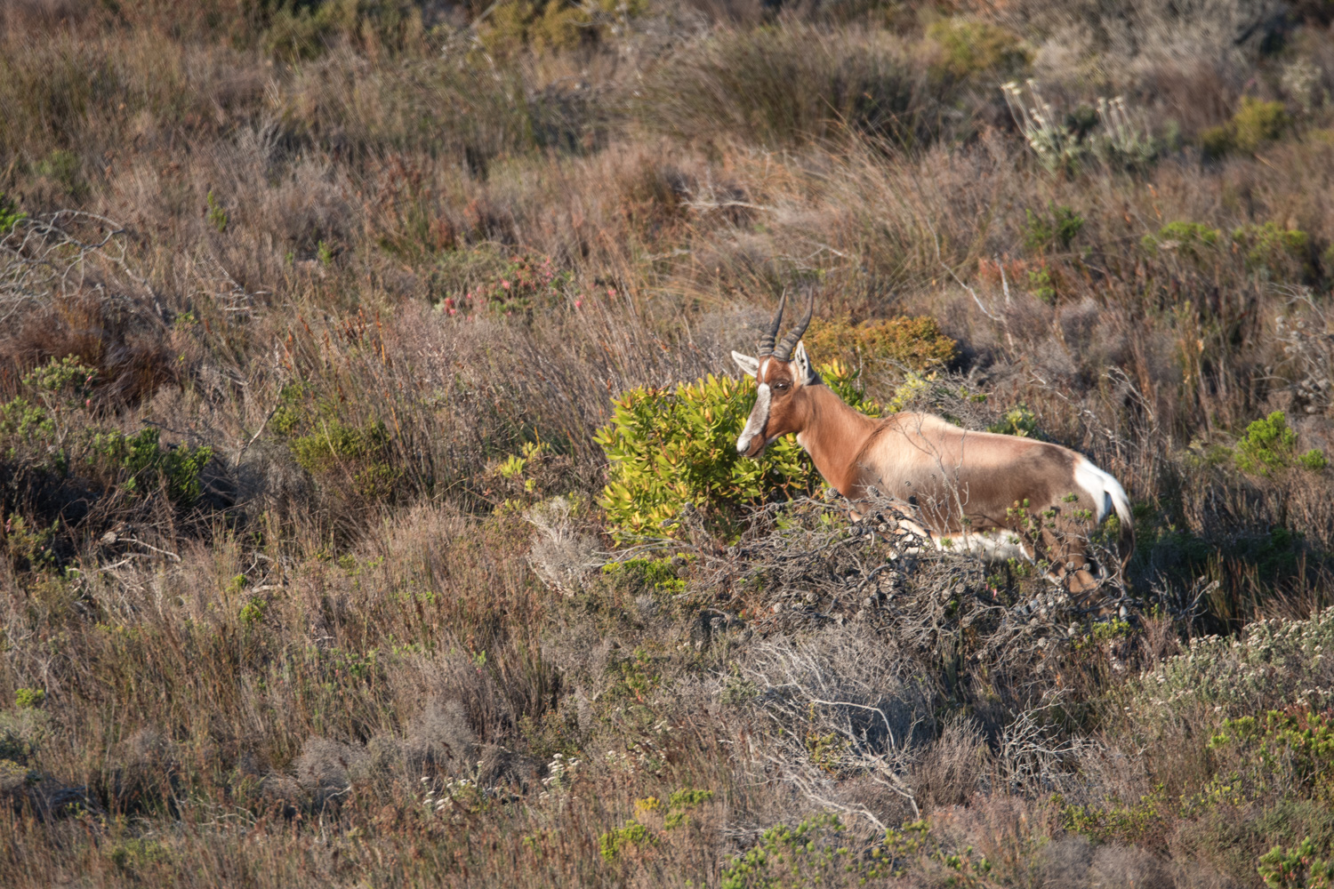 Damalisque à front blanc (White-fronted Bontebok, Damaliscus damaliscus dorcas) sortant d'un buisson, Olifantbos, Cape Peninsula National Park, Western Cape, Afrique du Sud. 