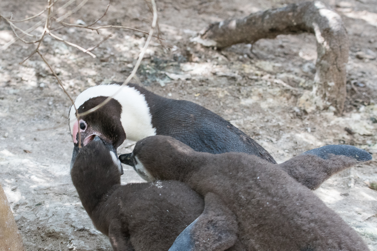 Manchots du Cap (African Penguin, Sphenicus Demersus), Boulders’ beach : Nourrissage d’un juvénile par régurgitation du contenu stomacal.