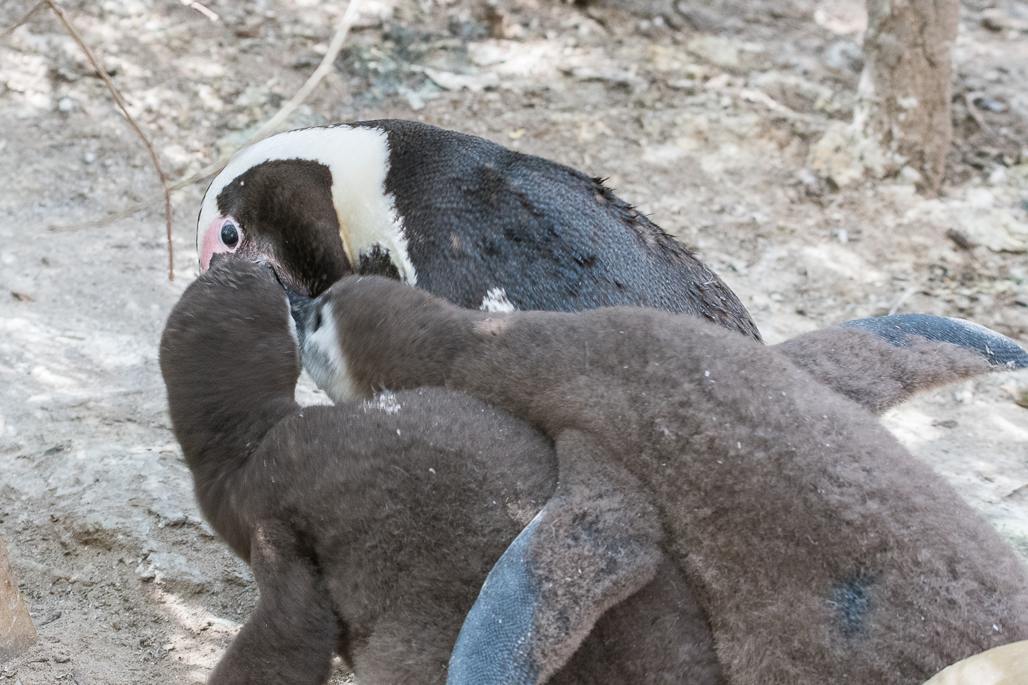 Manchots du Cap (African Penguin, Sphenicus Demersus), Boulders’ beach : Interférence du second juvénile avec le nourrissage du premier.