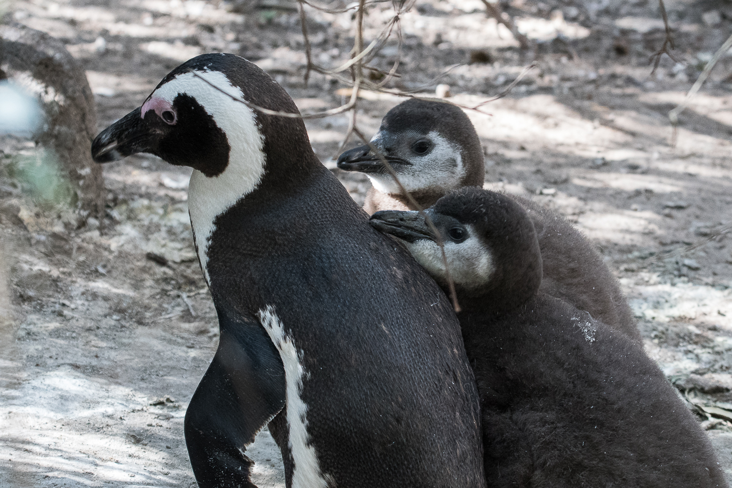 Manchots du Cap (African Penguin, Sphenicus Demersus), Boulders’ beach.