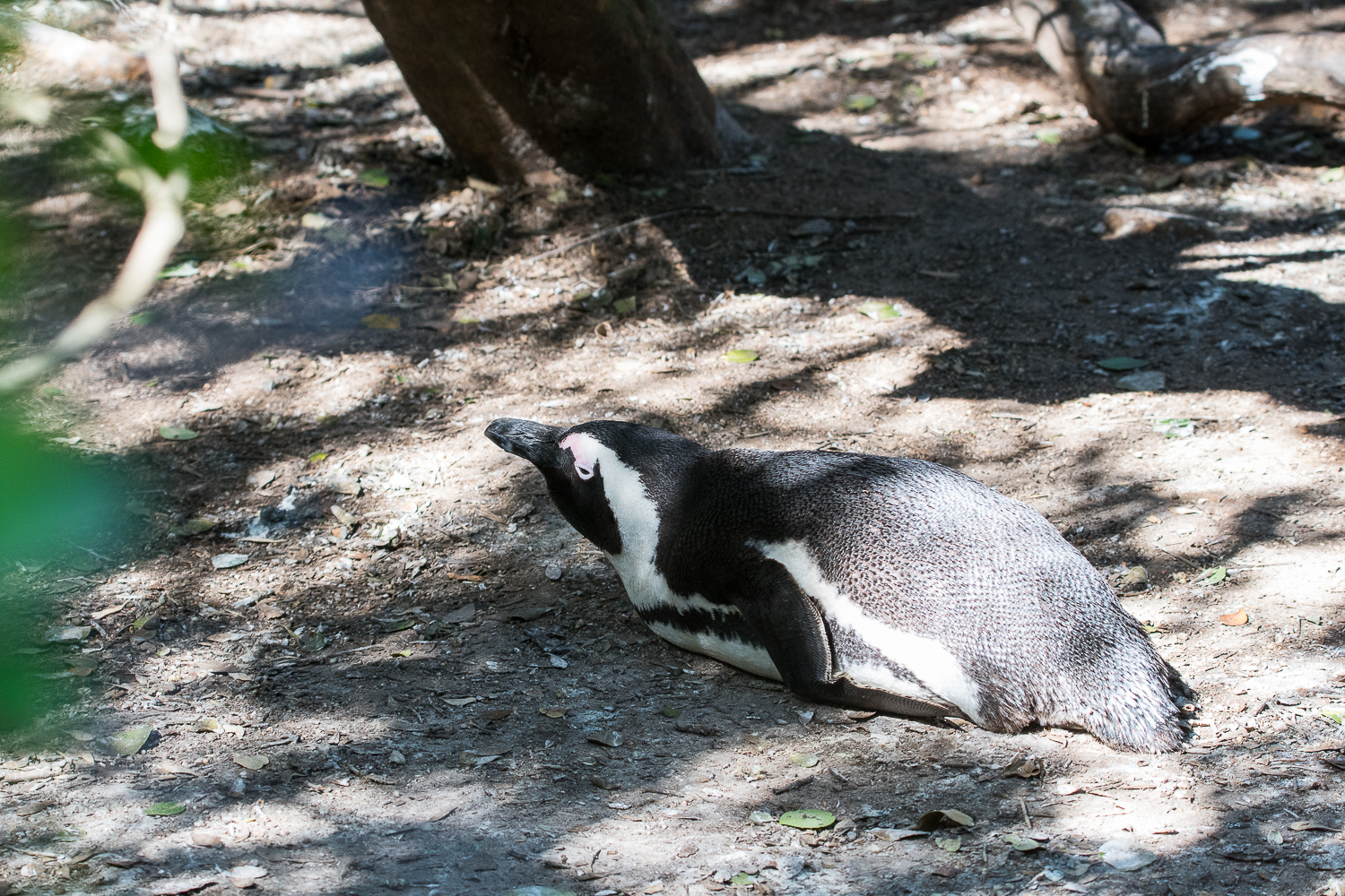 Manchot du Cap adulte (African Penguin, Sphenicus demersus) se reposant affalé sous la chaleur du soleil, Boulders beach, Afrique du sud