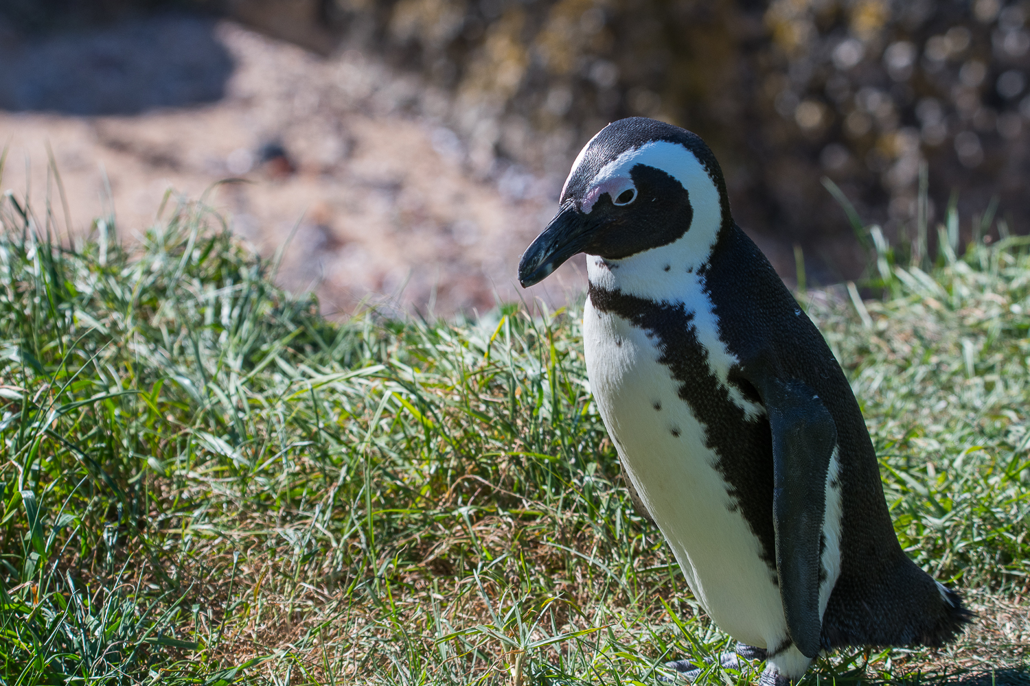 Manchot du Cap adulte (African Penguin, Sphenicus Demersus), gros plan, Boulders' beach, Western Cape, Afrique du Sud.