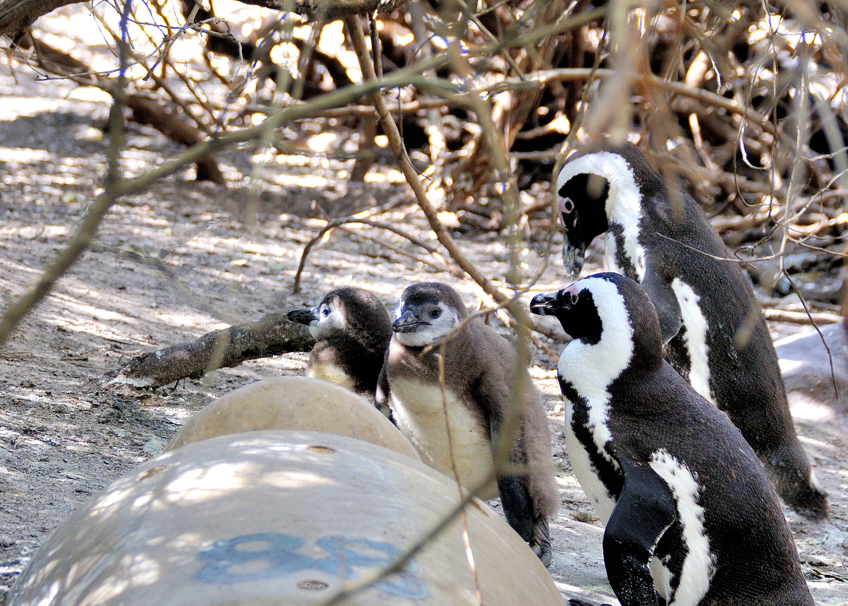 Manchots du Cap (African Penguin, Sphenicus Demersus). Boulders' beach