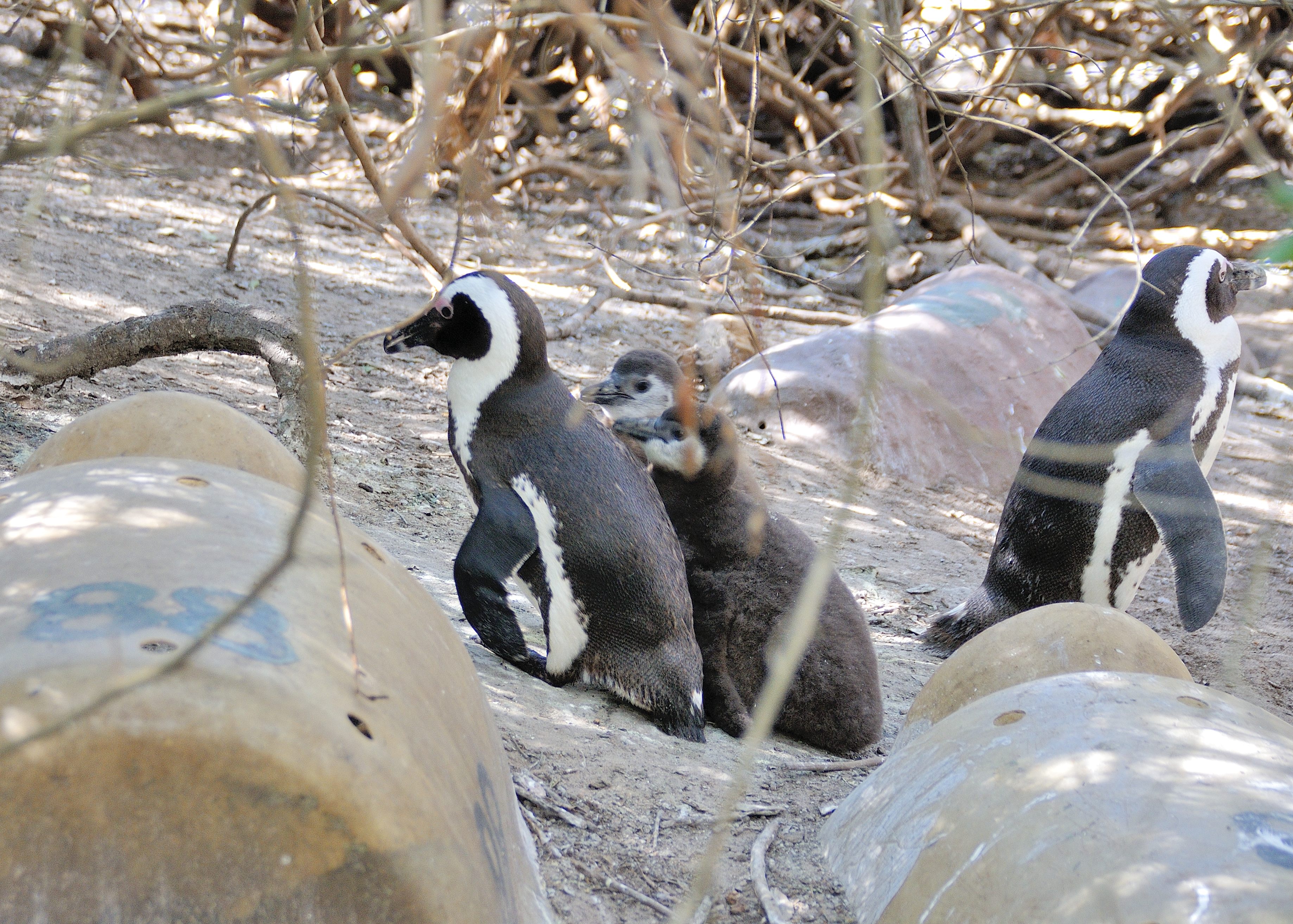 Manchots du Cap (African Penguin, Sphenicus Demersus), Boulders’ Beach.