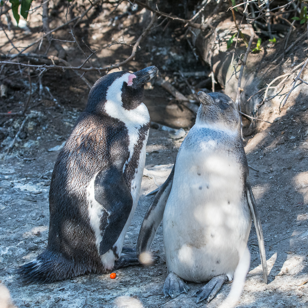 Manchots du Cap (African Penguin, Sphenicus Demersus), Boulders’ beach