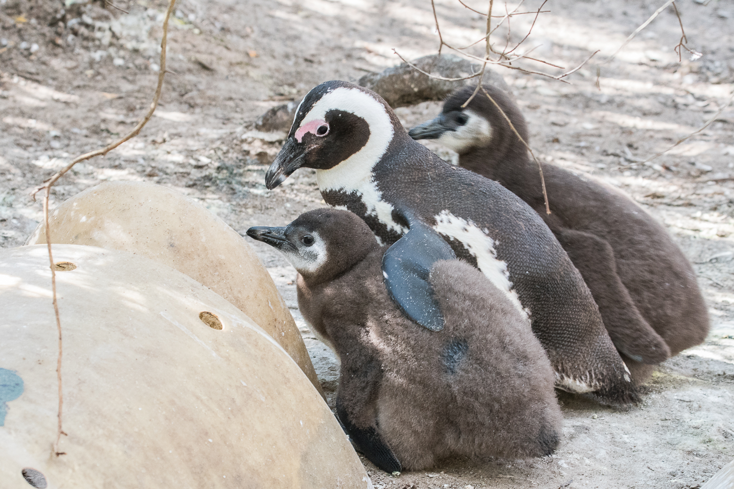 Manchots du Cap (African Penguin, Sphenicus Demersus), Boulders’ beach : Nourrissage apparemment terminé, ils sont pleins à craquer ! Allez, on rentre au nichoir !