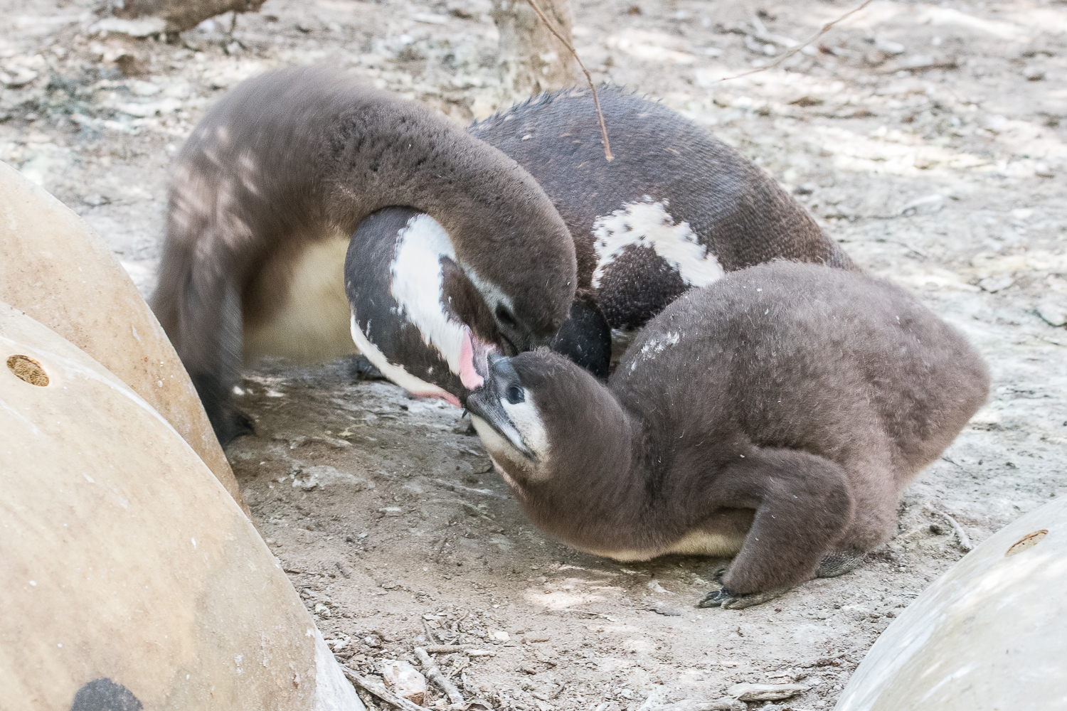 Manchots du Cap (African Penguin, Sphenicus Demersus), Boulders’ beach