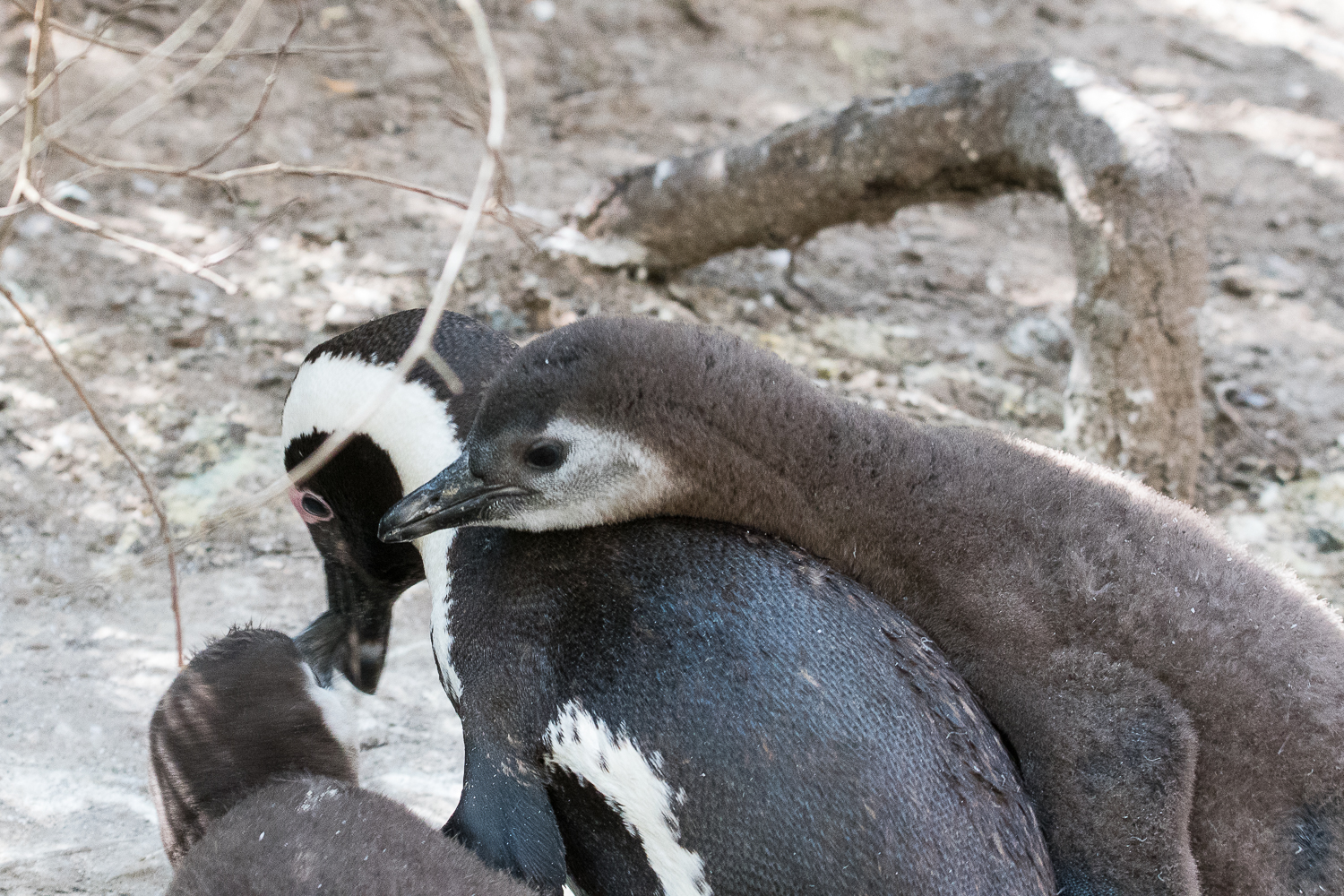 Manchots du Cap (African Penguin, Sphenicus Demersus), Boulders’ beach : Pause de la mère, épuisée, entre 2 séances de nourrissage.